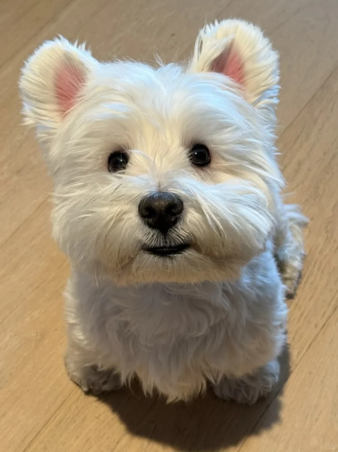 Westie source photo preview